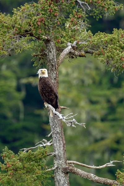 Weißkopfseeadler — Stockfoto