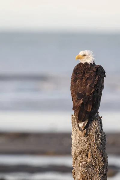 Aquila calva americana — Foto Stock