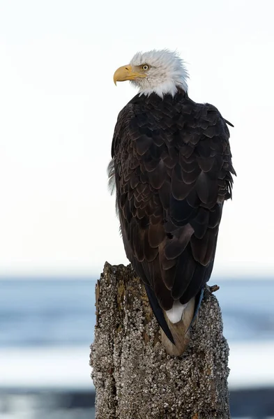 Amerikanischer Weißkopfseeadler — Stockfoto