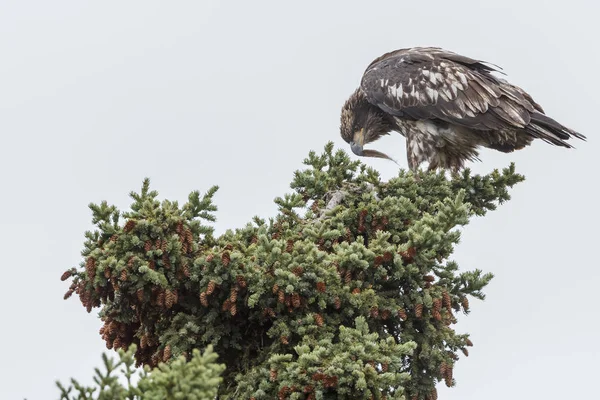 Águia careca Juveniel em cima de uma árvore — Fotografia de Stock