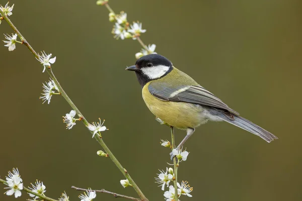 Blue Tit perched — Stock Photo, Image