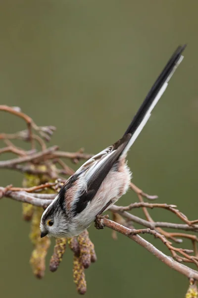 Tetta dalla coda lunga appollaiata su un ramoscello — Foto Stock