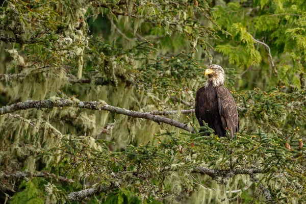 Pasăre vultur chel — Fotografie, imagine de stoc