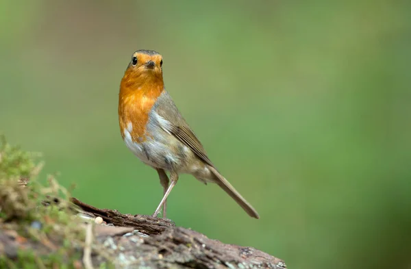 Schattig Robin vogel op aard — Stockfoto
