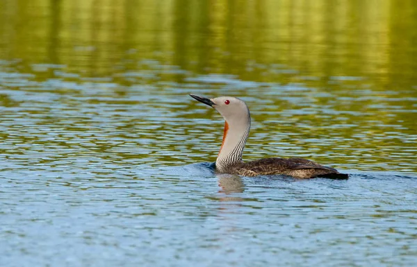 Roodkeel loon — Stockfoto