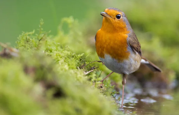 Roztomilý ptáček Robin, na přírodě — Stock fotografie