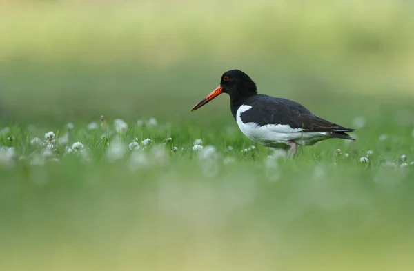 Eurasiska Oyster-catcher — Stockfoto