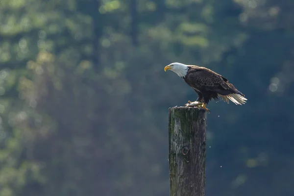 Amerikanska skallig örn — Stockfoto