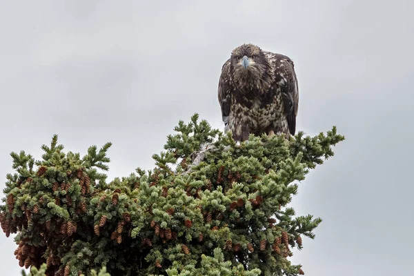 Juveniel aquila calva sulla cima di un albero — Foto Stock