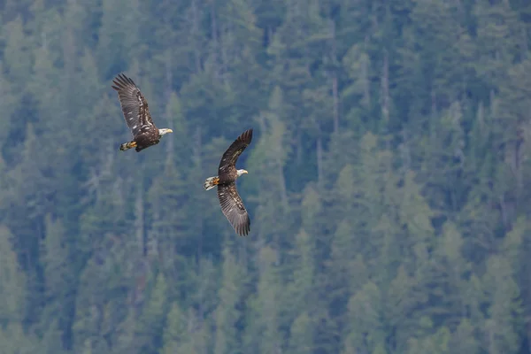 Twee jonge bald eagles — Stockfoto