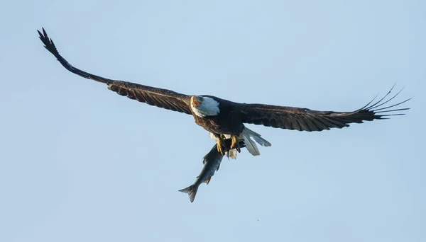 Águia careca em voo com uma grande captura — Fotografia de Stock