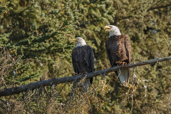 Bald eagle  birds — Stock Photo, Image