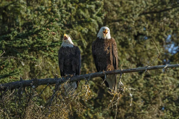 Aves da águia careca — Fotografia de Stock
