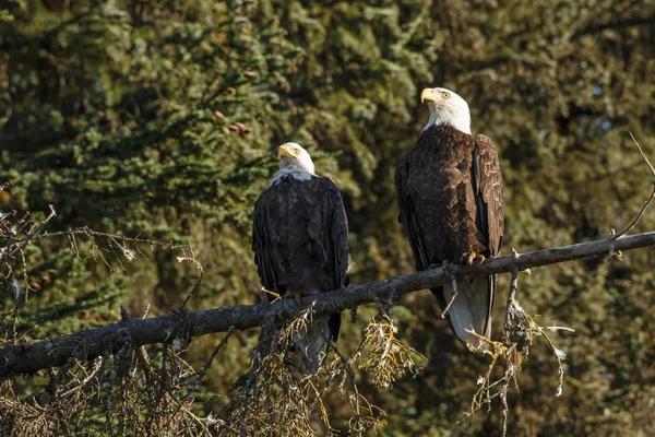 Bald eagle ptaków — Zdjęcie stockowe