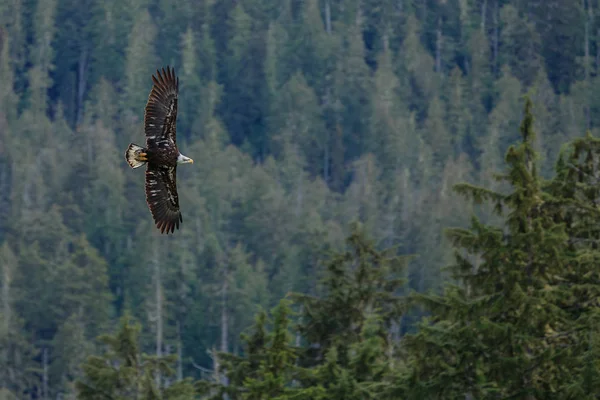 Aquila calva in volo — Foto Stock