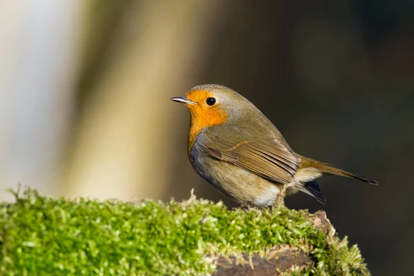 Söt Robin fågel på naturen — Stockfoto