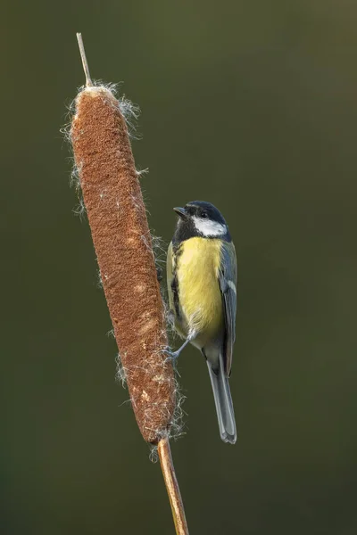 Great tit bird — Stock Photo, Image