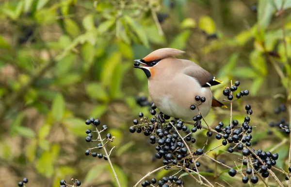 Bohemian Waxwing perched on a twig — Stock Photo, Image