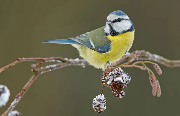 Kohlmeisenvogel — Stockfoto