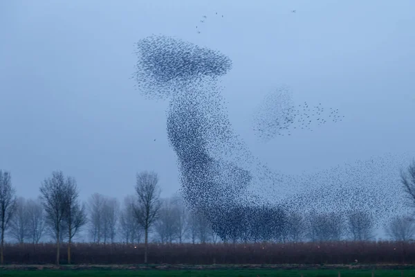 Ele Murmurações de Starlings no por do sol — Fotografia de Stock