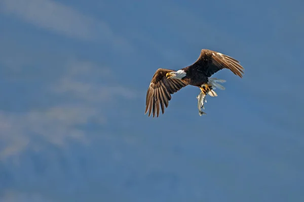 Bald Eagle ใน เที่ยวบิน — ภาพถ่ายสต็อก