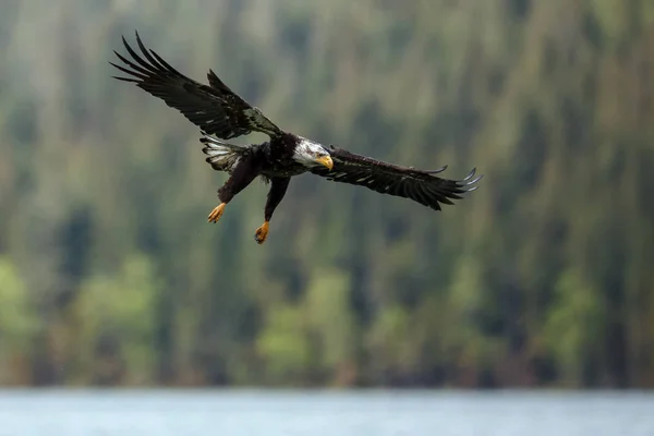 Aquila calva in volo — Foto Stock