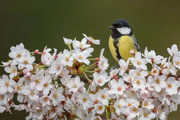 Mésange bleue perchée — Photo