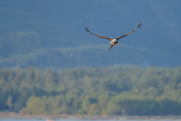 Bald Eagle ใน เที่ยวบิน — ภาพถ่ายสต็อก