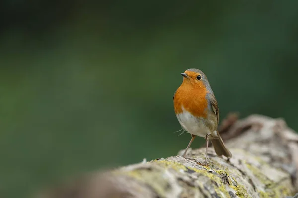 cute Robin bird on nature