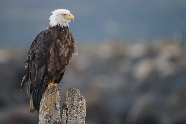 Amerikanischer Weißkopfseeadler — Stockfoto