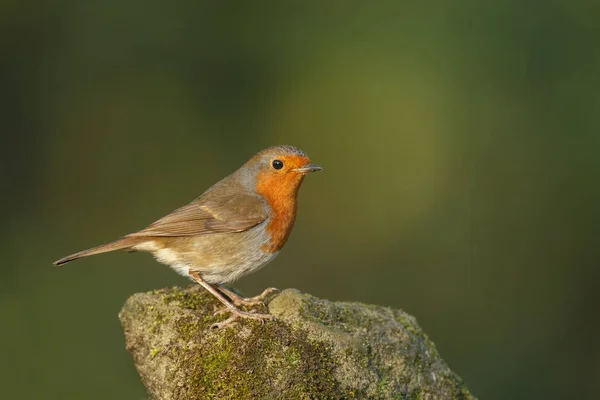 Ładny ptak Robin na charakter — Zdjęcie stockowe
