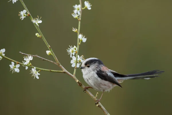 Larga cola Tit encaramado en una ramita —  Fotos de Stock