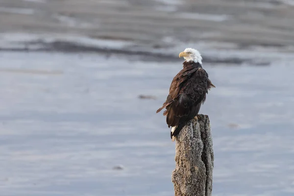 Amerikanska skallig örn — Stockfoto