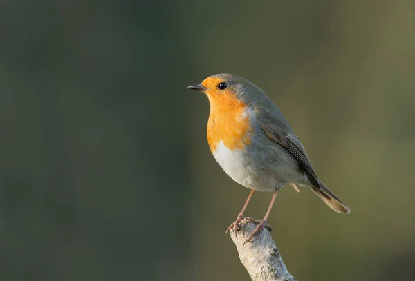 Lindo Robin pájaro en la naturaleza —  Fotos de Stock