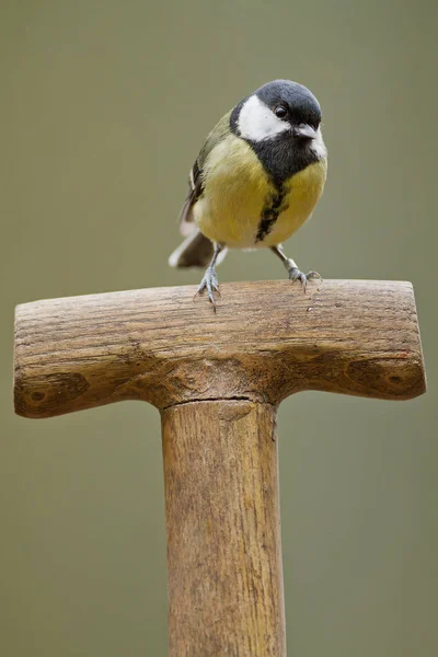 Great tit bird — Stock Photo, Image