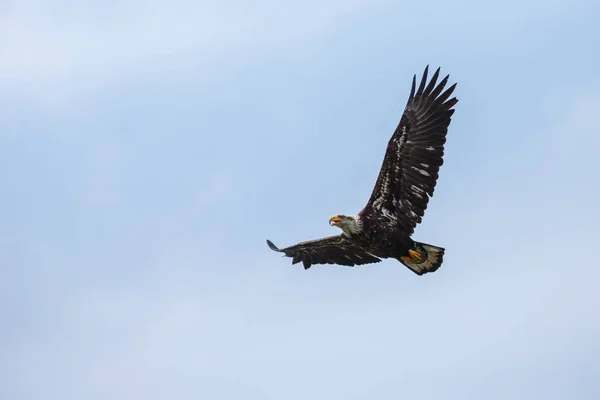 Kel kartal uçuyor — Stok fotoğraf