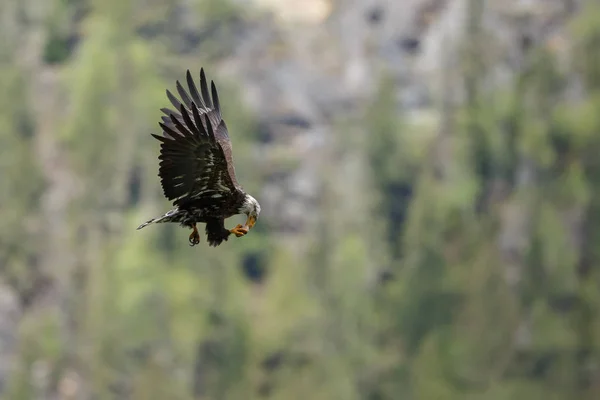 Bald Eagle ใน เที่ยวบิน — ภาพถ่ายสต็อก