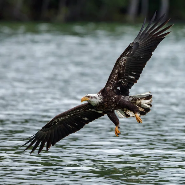 Aquila calva in volo — Foto Stock