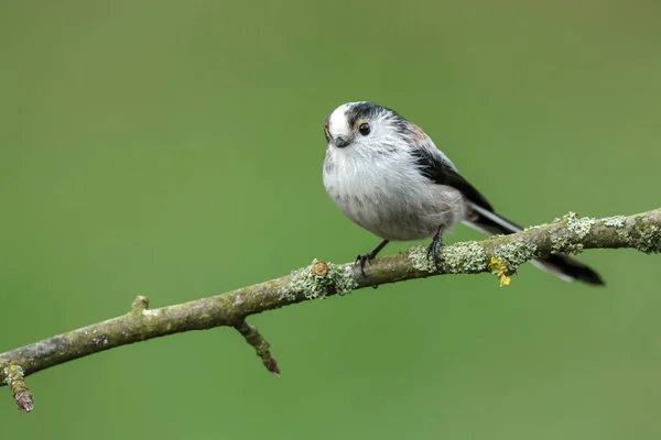 Cauda longa Tit empoleirado em um galho — Fotografia de Stock