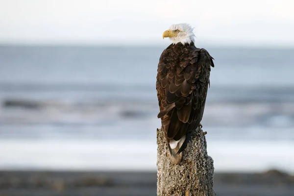 Amerikanska skallig örn — Stockfoto