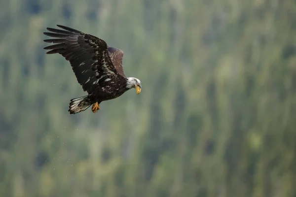 Bald eagle in flight — Stock Photo, Image