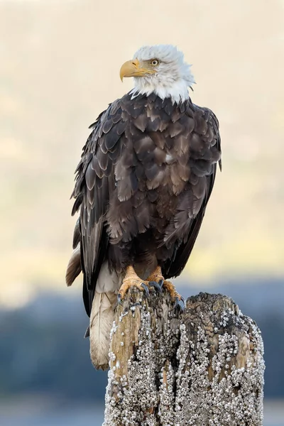 American bald eagle — Stock Photo, Image