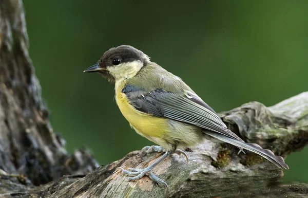 Talgoxen fågel — Stockfoto