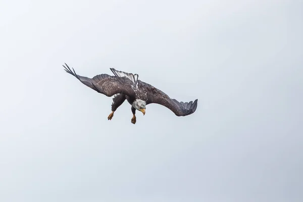 Águia careca em voo — Fotografia de Stock