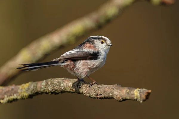 Cauda longa Tit empoleirado em um galho — Fotografia de Stock