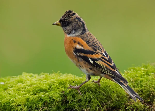 Brambling - fringilla montifringilla — Foto de Stock