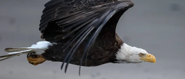 Aquila calva in volo — Foto Stock