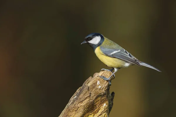 Great tit bird — Stock Photo, Image