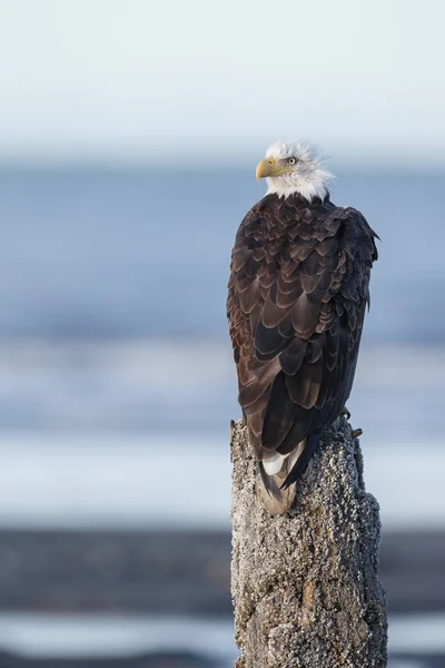 Águila calva americana — Foto de Stock