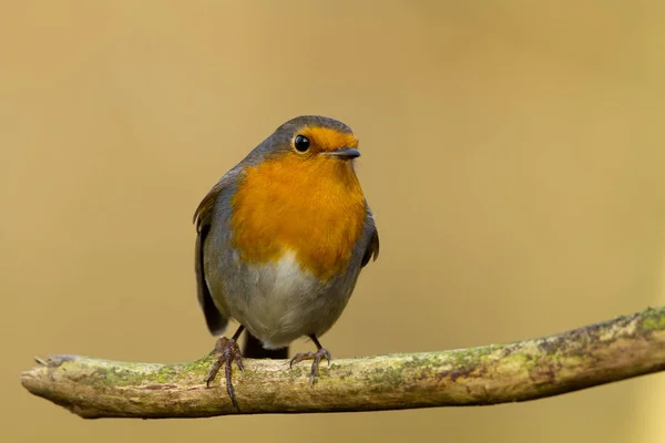 Söt Robin fågel på naturen — Stockfoto